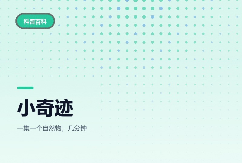 小奇迹 Tiny Wonders：BBC 五季微距科普-晓之以ray资源网